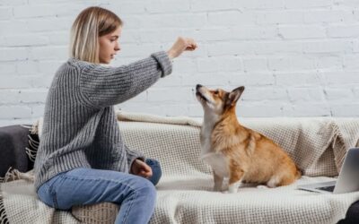 5 Points to Consider When Dog Training