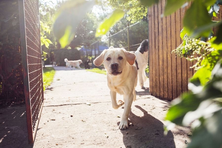 Top 5 Places for Dog Walking in Broward County