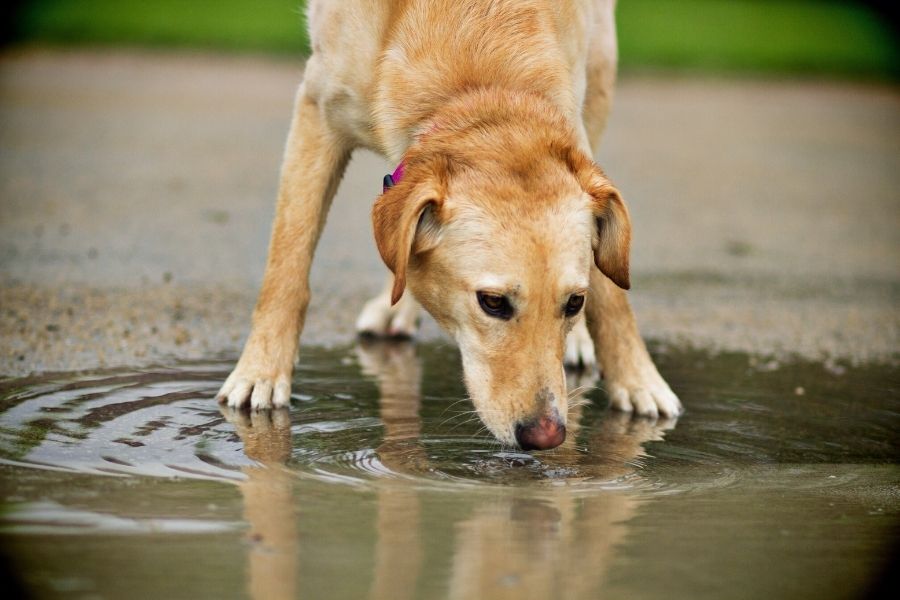 5 Things to Look Out for When Walking Your Dog