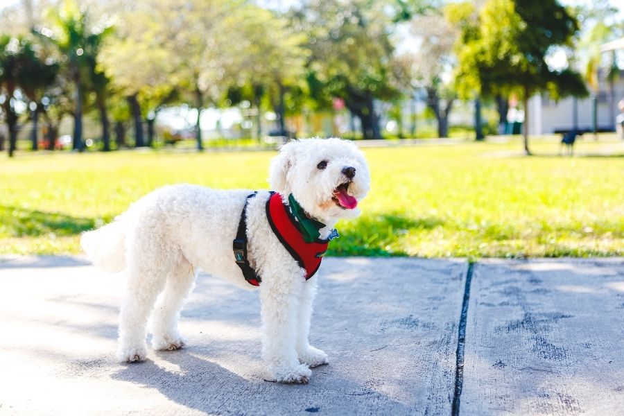 The Do's and Don'ts of Dog Parks