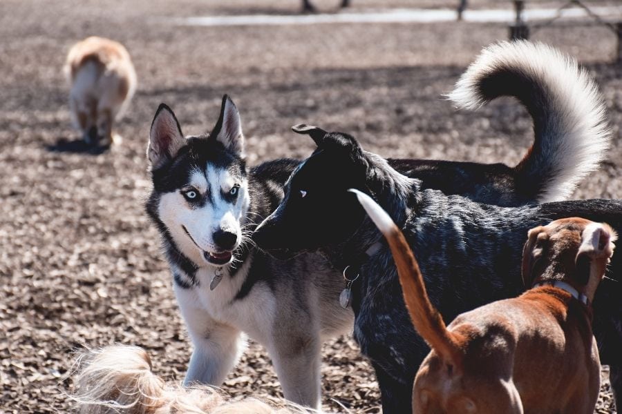 The Do's and Don'ts of Dog Parks