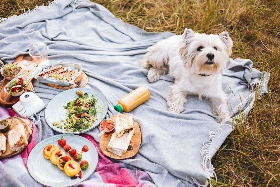  Fun Activities You Can Do With Your Dog in Fort Lauderdale This Summer
