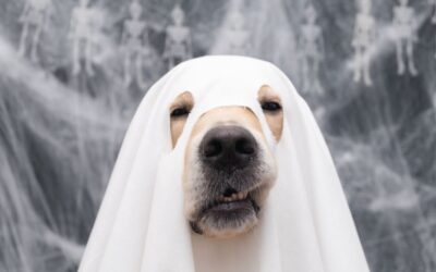 Should you put your dog in a costume?