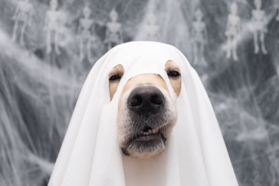 Dogs and Halloween Should you put your dog in a costume (1)