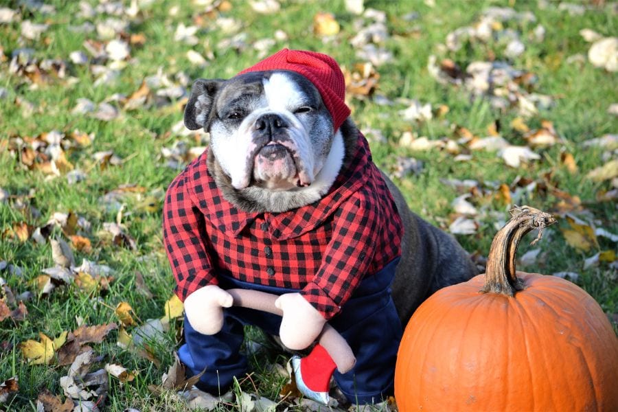 Dogs and Halloween Should you put your dog in a costume